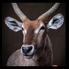 African-Antelope-taxidermy-by-BB-Taxidermy-Houston-201