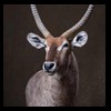 African-Antelope-taxidermy-by-BB-Taxidermy-Houston-202