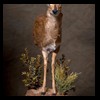 African-Antelope-taxidermy-by-BB-Taxidermy-Houston-203