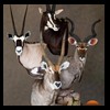 African-Antelope-taxidermy-by-BB-Taxidermy-Houston-204