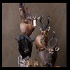 African-Antelope-taxidermy-by-BB-Taxidermy-Houston-205