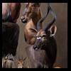 African-Antelope-taxidermy-by-BB-Taxidermy-Houston-206