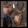 African-Antelope-taxidermy-by-BB-Taxidermy-Houston-207