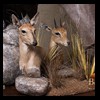 African-Antelope-taxidermy-by-BB-Taxidermy-Houston-208