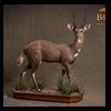 African-Antelope-taxidermy-by-BB-Taxidermy-Houston-209