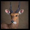 African-Antelope-taxidermy-by-BB-Taxidermy-Houston-210