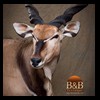 African-Antelope-taxidermy-by-BB-Taxidermy-Houston-211