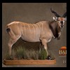 African-Antelope-taxidermy-by-BB-Taxidermy-Houston-212