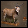 African-Antelope-taxidermy-by-BB-Taxidermy-Houston-213