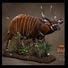 African-Antelope-taxidermy-by-BB-Taxidermy-Houston-214