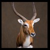 African-Antelope-taxidermy-by-BB-Taxidermy-Houston-216