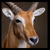 African-Antelope-taxidermy-by-BB-Taxidermy-Houston-217