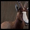 African-Antelope-taxidermy-by-BB-Taxidermy-Houston-218