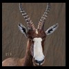 African-Antelope-taxidermy-by-BB-Taxidermy-Houston-219