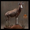African-Antelope-taxidermy-by-BB-Taxidermy-Houston-220