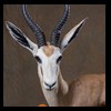 African-Antelope-taxidermy-by-BB-Taxidermy-Houston-221