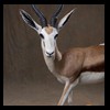 African-Antelope-taxidermy-by-BB-Taxidermy-Houston-222