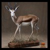 African-Antelope-taxidermy-by-BB-Taxidermy-Houston-223