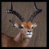 African-Antelope-taxidermy-by-BB-Taxidermy-Houston-224