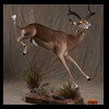 African-Antelope-taxidermy-by-BB-Taxidermy-Houston-225