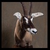 African-Antelope-taxidermy-by-BB-Taxidermy-Houston-226