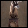 African-Antelope-taxidermy-by-BB-Taxidermy-Houston-228