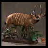 African-Antelope-taxidermy-by-BB-Taxidermy-Houston-232