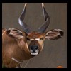 African-Antelope-taxidermy-by-BB-Taxidermy-Houston-233