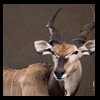 African-Antelope-taxidermy-by-BB-Taxidermy-Houston-234