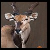 African-Antelope-taxidermy-by-BB-Taxidermy-Houston-236