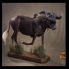 African-Antelope-taxidermy-by-BB-Taxidermy-Houston-238