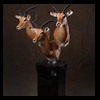 African-Antelope-taxidermy-by-BB-Taxidermy-Houston-239