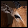 African-Antelope-taxidermy-by-BB-Taxidermy-Houston-240