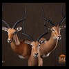 African-Antelope-taxidermy-by-BB-Taxidermy-Houston-241