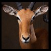 African-Antelope-taxidermy-by-BB-Taxidermy-Houston-242