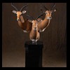 African-Antelope-taxidermy-by-BB-Taxidermy-Houston-243
