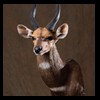 African-Antelope-taxidermy-by-BB-Taxidermy-Houston-244