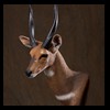 African-Antelope-taxidermy-by-BB-Taxidermy-Houston-245