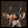 African-Antelope-taxidermy-by-BB-Taxidermy-Houston-246