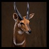 African-Antelope-taxidermy-by-BB-Taxidermy-Houston-247
