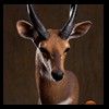 African-Antelope-taxidermy-by-BB-Taxidermy-Houston-248