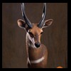 African-Antelope-taxidermy-by-BB-Taxidermy-Houston-249