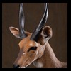 African-Antelope-taxidermy-by-BB-Taxidermy-Houston-250