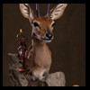 African-Antelope-taxidermy-by-BB-Taxidermy-Houston-251