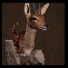 African-Antelope-taxidermy-by-BB-Taxidermy-Houston-252