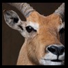 African-Antelope-taxidermy-by-BB-Taxidermy-Houston-253