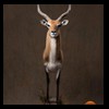 African-Antelope-taxidermy-by-BB-Taxidermy-Houston-254