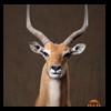African-Antelope-taxidermy-by-BB-Taxidermy-Houston-255