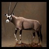 African-Antelope-taxidermy-by-BB-Taxidermy-Houston-256
