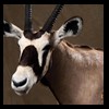 African-Antelope-taxidermy-by-BB-Taxidermy-Houston-258